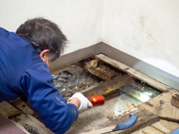 Best Home Mold Removal  in Roma, TX