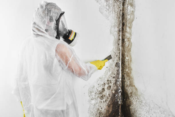 Best Mold Removal and Inspection  in Roma, TX