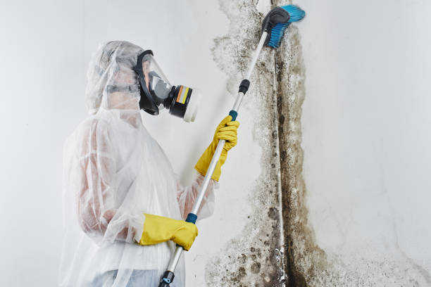 Best Mold Testing  in Roma, TX