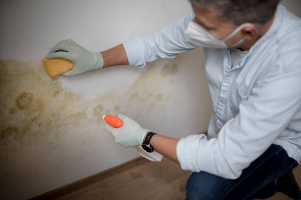 Best Mold Testing  in Roma, TX