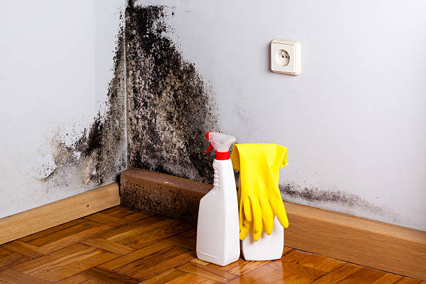 Best Toxic Mold Removal  in Roma, TX