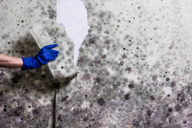 Best Commercial Mold Removal  in Roma, TX