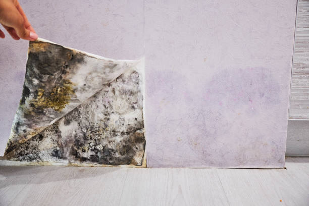 Best Mold Removal Company Near Me  in Roma, TX